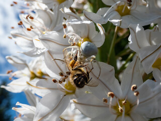 Macro of adult female of the crab spider, goldenrod crab spider or flower spider (Misumena vatia)...