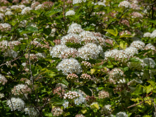 The common, Atlantic or simply ninebark (Physocarpus opulifolius) flowering with white flowers in the park