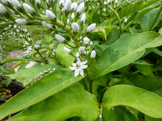 The gooseneck loosestrife (Lysimachia clethroides) flowering with tiny flowers, grouped in terminal spikes, each flower is white with five petals