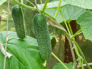 Close-up shot of green cucumber forming and maturing from a yellow flower on a green cucumber plant (Cucumis sativus) in a green house. Gardening and food growing concept