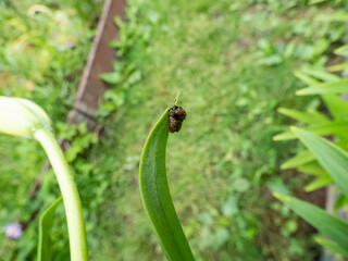 Close-up of larvae of scarlet lily beetle (Lilioceris lilii) eating green lily leaf in the garden. Life cycle of beetle