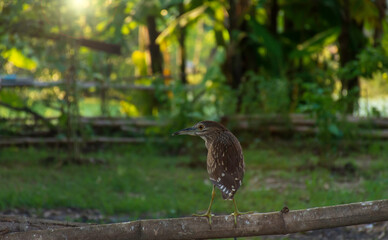 The Chinese pond heron (Ardeola bacchus) stan on bamboo in the evening