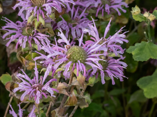 Fototapeta premium The Wild bergamot or bee balm (Monarda fistulosa) blooming with pink to lavender flowers, often used as honey plant, medicinal plant and ornamental plant
