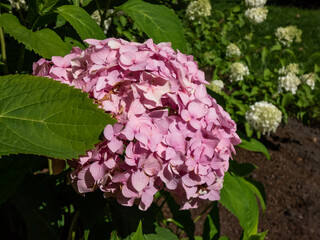 Close-up shot of the flowers in punk and purple shades of Hydrangea growing and flowering in garden in summer