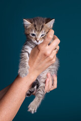 cute british kitten in the hands of the hostess
