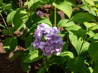 Close-up shot of the flowers in punk and purple shades of Hydrangea growing and flowering in garden in summer