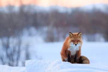 Gardinen A beautiful red fox sits on the snow. Wild animal in its natural habitat in the Arctic. Wildlife of the polar region. Cold spring in the tundra (April). The fox looks closely. Blurred background. © Andrei Stepanov