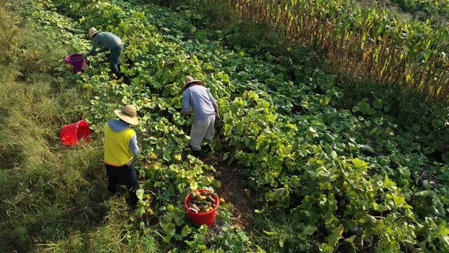 Aerial view of men on farm picking harvesting organic vegetables at sunrise on a summer or early autumn day.