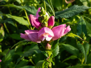 The Turtlehead, pink or Lyon's turtlehead (Chelone lyonii) flowering with hooded, snapdragon-like, two-lipped, pink flowers