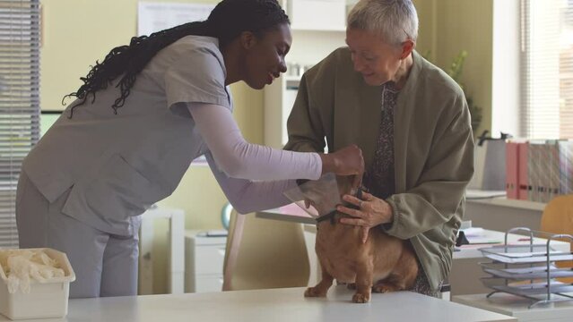 Dog owner helping professional female veterinarian to put e collar on brown long haired dachshund on table at vet clinic