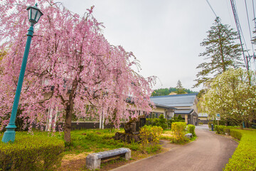 秋田県　角館武家屋敷　しだれ桜風景
