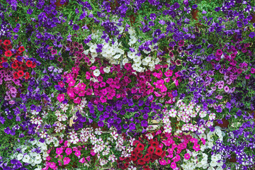 Obraz premium Colorful various flowers backdrop. Natural pattern for greeting card