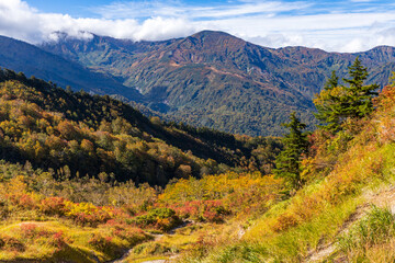Naklejka premium 蓮華温泉露天風呂から紅葉の山々