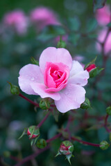 chryzantema różowa chryzantema kwiat piękny kwiat płatki kwiatów flower pink złocień chrysanthemum jesień autumn in garden orchard