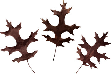 Vector autumn leaves. Burgundy leaves. Set of elements for decoration. Autumn. October. November.