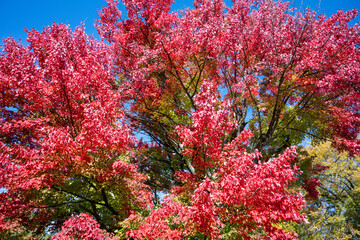 Beginning of fall colors red and green in the Adirondacks region