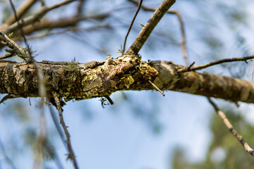 Cicada (Cicadoidea) mimicked and camouflaged on a tree branch