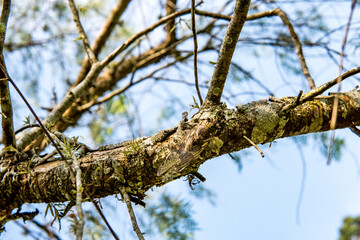 Cicada (Cicadoidea) mimicked and camouflaged on a tree branch