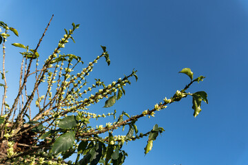 Branch of coffee plant, with white flowers sprouting