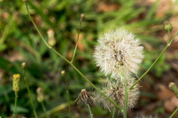 dandelion flower with defocused green grass background