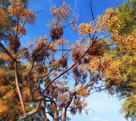 A tree with small yellow berries on branches. Wild tropical inedible fruits. Autumn background.