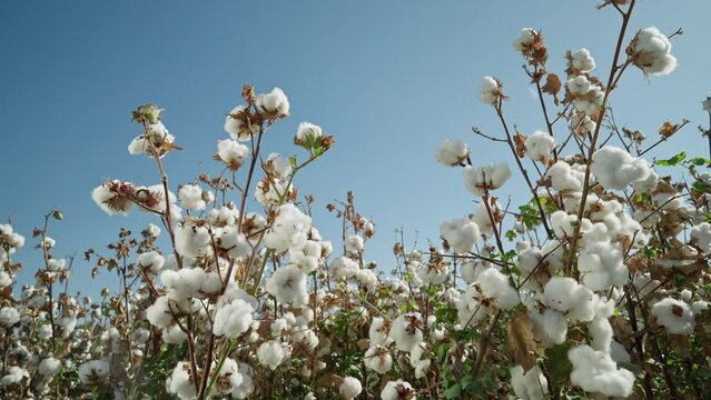 Cotton field . A mature bush of high-quality cotton, ready for harvesting, rotates 360 degrees against the blue sky.