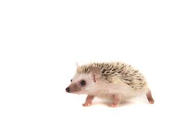 Young hedgehog seen from the side isolated on a white background with space for copy