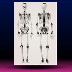X-ray illustration of a human skeleton - Fla source file available - X-ray illustration of a human skeleton