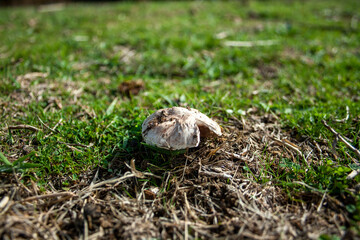 mushrooms or fungi in their natural mountain environment