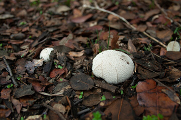 mushrooms or fungi in their natural mountain environment