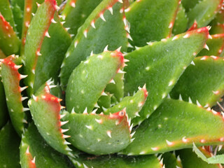 Close up of cactus with thorns
