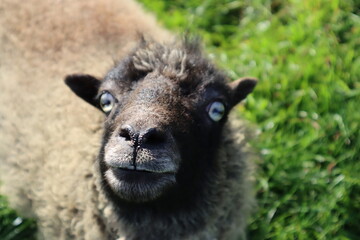 Fototapeta premium Schaf