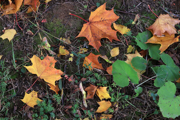green grass and autumn maple leaves on the ground