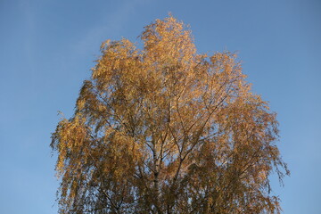 Birch and yellow leaves on the background of the blue sky, autumn birch tree, beautiful yellow leaves