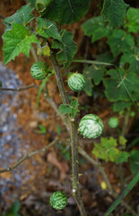 Solanum viarum known as soda apple branch
