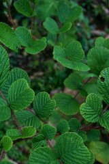 Green background of Rubus ellipticus leaves