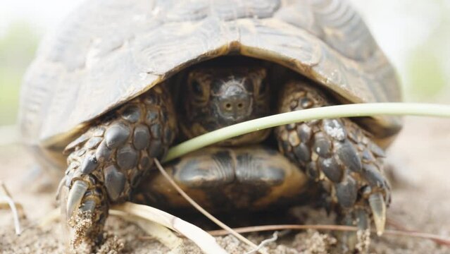 A turtle on the sand hides in its shell and looks into the camera, close-up.