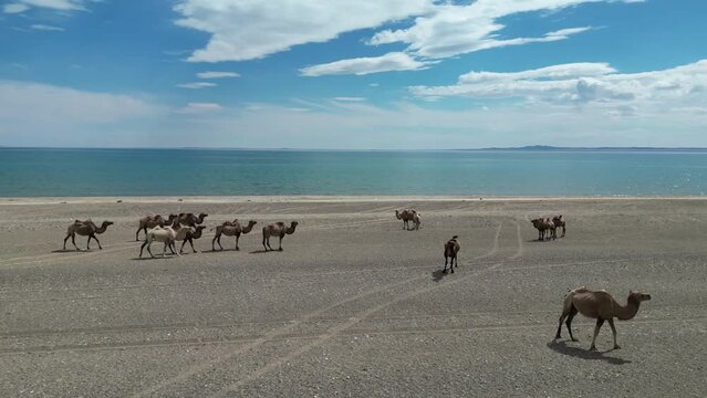 camels on the beach of the blue lake. Mongolian landscape in summer. 