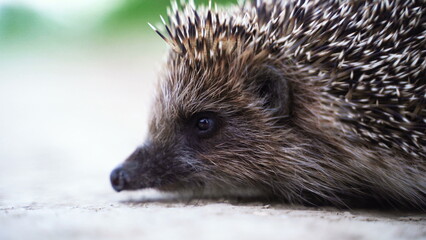 Young hedgehog in natural habitat