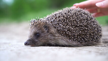 A girl strokes on the nature of a hedgehog
