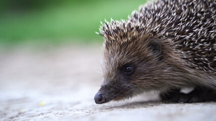 Hedgehog in Green Grass Goes or Crawls.