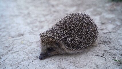 Danger to wild animals. Little hedgehog on the road