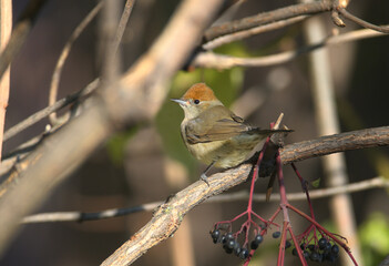 Female Eurasian blackcap (Sylvia atricapilla) in winter plumage close-up shot on a black elderberry branch