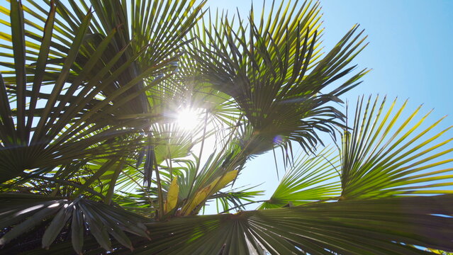 Looking up at palm tree with sun shining through