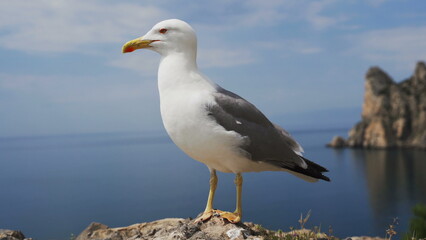Seagull portrait against sea shore.