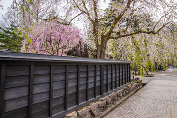 秋田県　角館武家屋敷　しだれ桜風景
