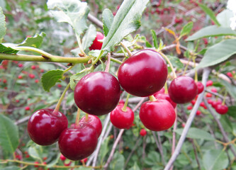 Beautiful photo Cherry grows in the garden, farming  Flowering strawberry bush. Organic background Summer harvest on a sunny day Ecological natural product Agriculture Selective focus