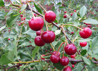 Beautiful photo Cherry grows in the garden, farming  Flowering strawberry bush. Organic background Summer harvest on a sunny day Ecological natural product Agriculture Selective focus