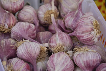 Sale of garlic heads on the market.
