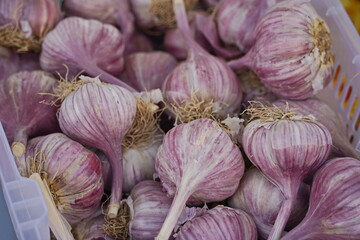 Sale of garlic heads on the market.